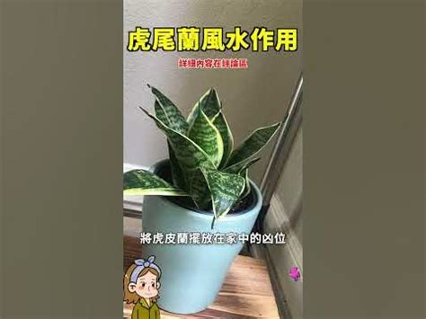 招财虎尾兰风水|【擺放虎尾蘭風水】虎尾蘭擺放風水招財避厄，居家必備植物